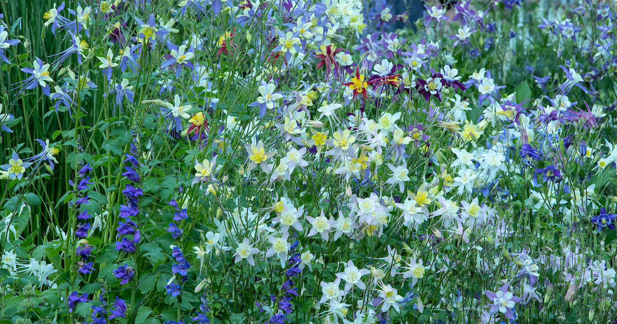 Figure 1: Columbine (Aquilegia)