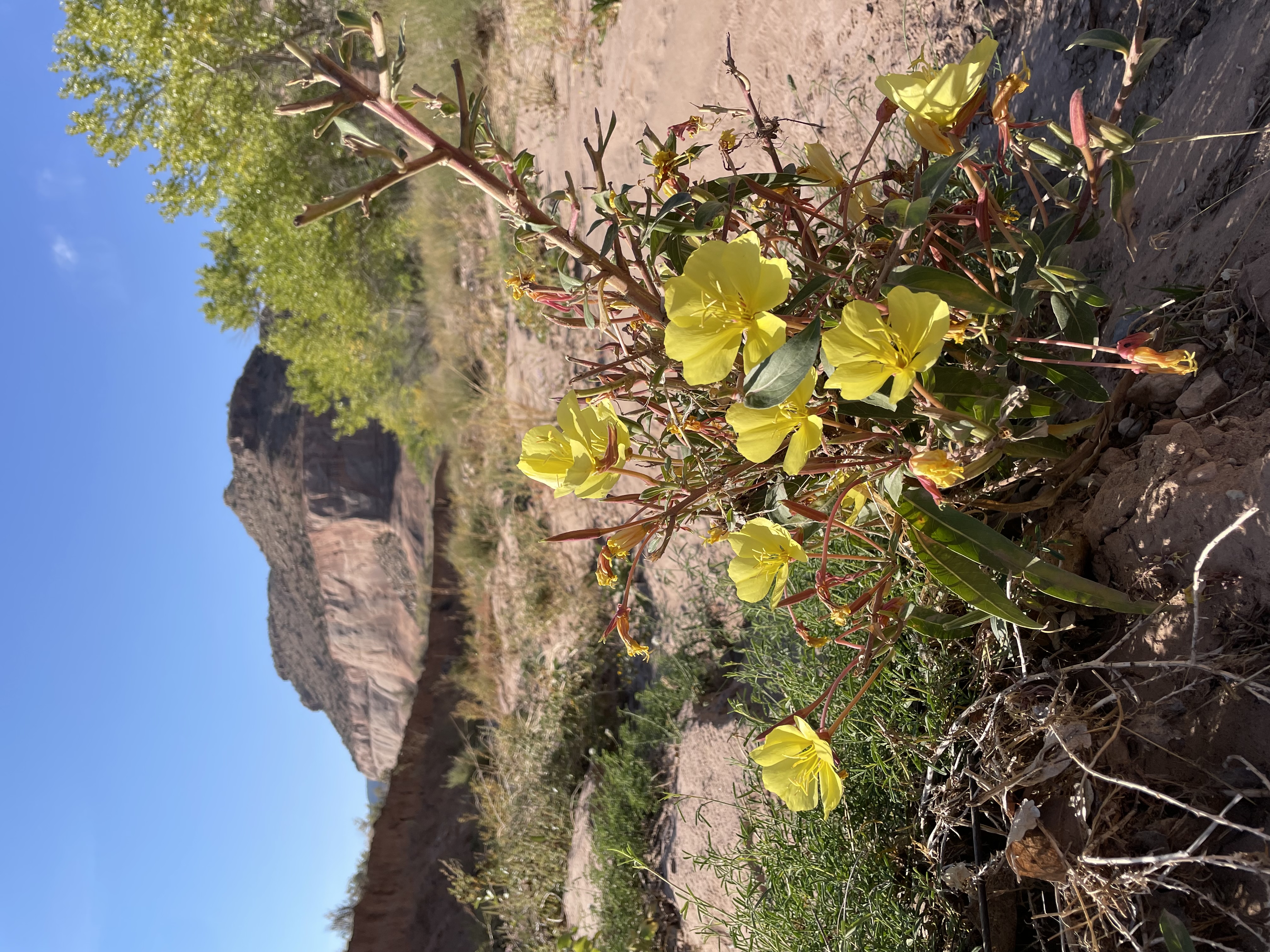 Figure 1: Yellow Evening Primrose